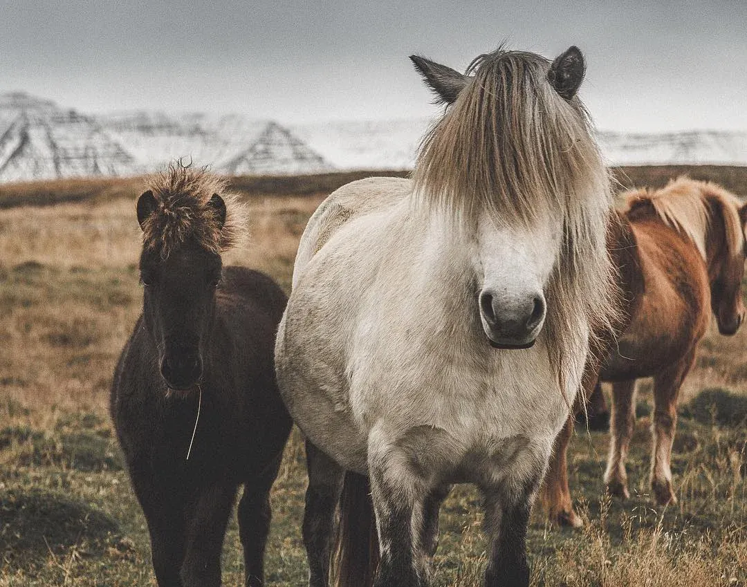 Long-maned horses in a winter field