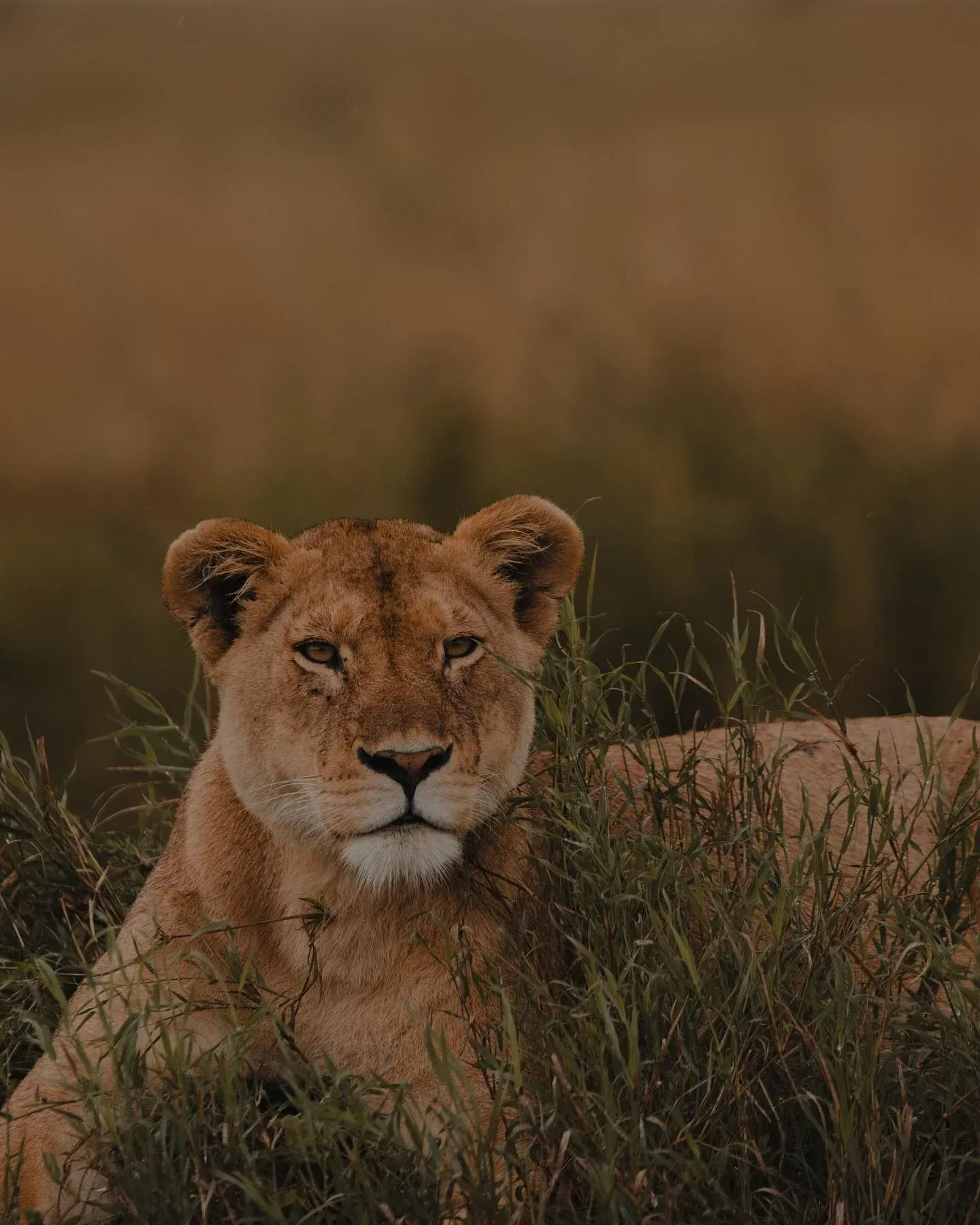 Lioness lying in tall grass