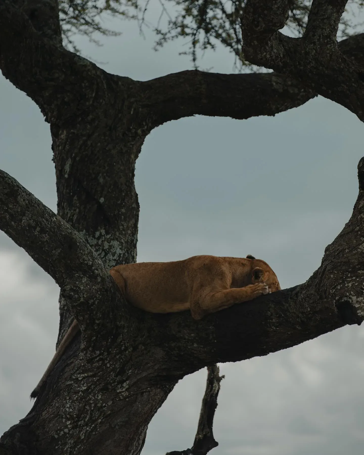 Lion asleep in a tree