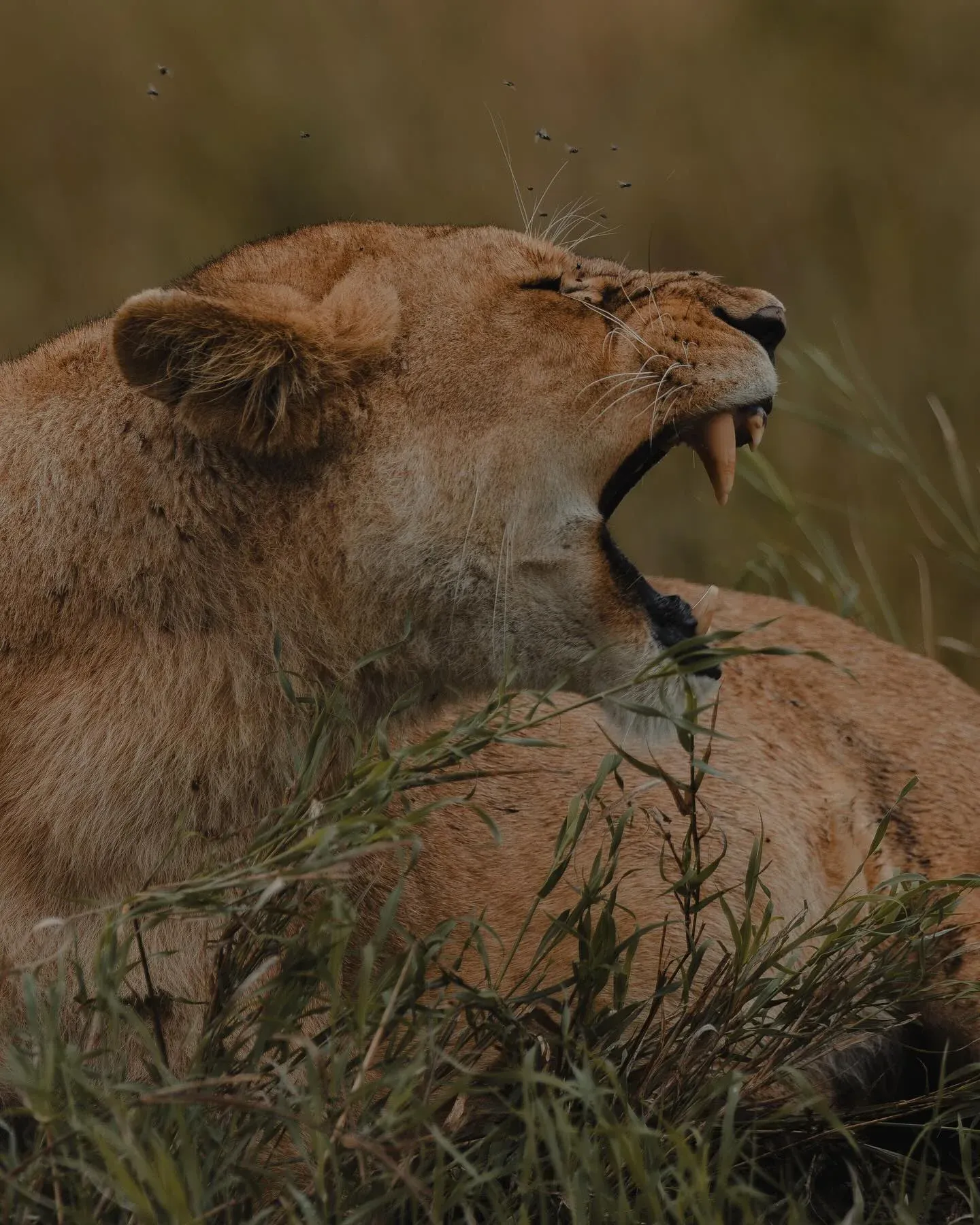Lioness yawning in the grass