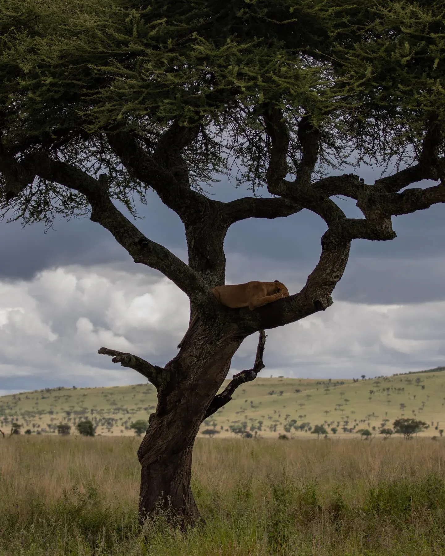 Lion resting in a wide acacia tree