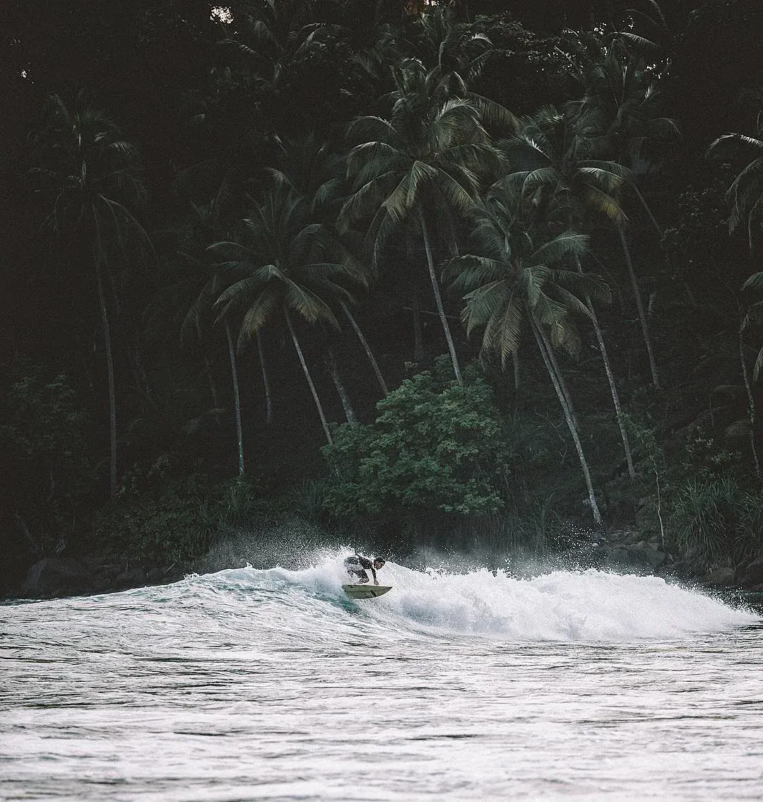 Surfer on a wave below a wall of palms